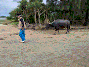 水牛さん、イヤイヤ出勤でした(笑)