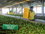 Labokele tea factory