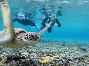 ウミガメとサンゴ