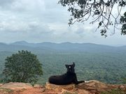 シギリヤロック頂上と野良わんこ