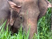 こんな近くに像