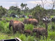 たくさんみれます。