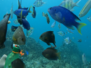 たくさん熱帯魚が居て餌やり体験も出来、感動しました。