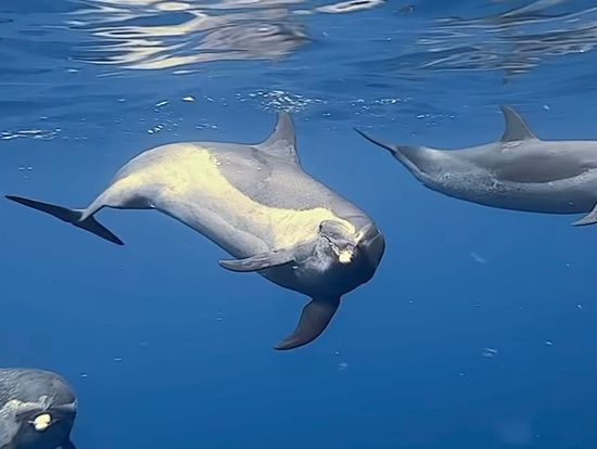 いるかと一緒に泳げました