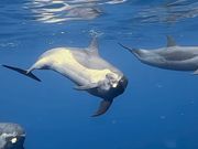 いるかと一緒に泳げました