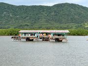 水牛で西表島から由布島まで渡ります。