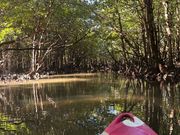 マングローブ体験