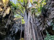 長い根のガジュマルの木