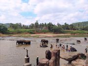 象の孤児院　川で水浴び