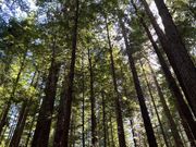 癒しのレッドウッドフォーレスト