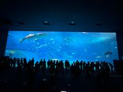 美ら海水族館