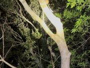 ガイドの田中さんが木にいる動物を見つけくれました。