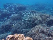 綺麗な小魚の群れ