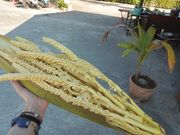 ココナッツについて色々教えてもらえます。