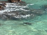 至る所でホヌに出会えました💖