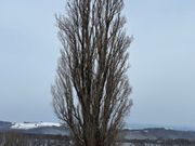 ケンとメリーの木木