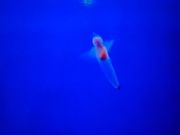 流氷館のクリオネ