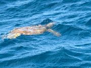 サービスしてくれたカメウォッチ