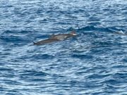 メインのイルカウォッチ