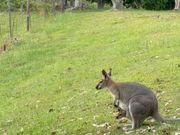 食後にワイナリーを散歩すると子連れのワラビーに遭遇できました！