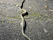 お腹パンパンのハブ珍しい