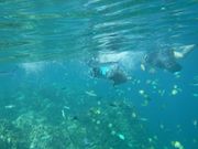 シュノーケリング