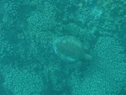 海の底にウミガメ