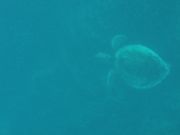 泳いでいるウミガメ