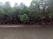 カヌー時の風景