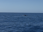 撮影はタイミングが難しいです笑