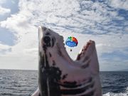 サメの人形を使ってユニークな写真撮影