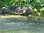 水大トカゲに会えました