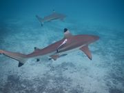 シャーク・シティ