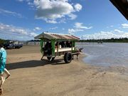 とても賢い牛さんです