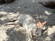 アルビノのカンガルー