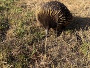 野生のハリモグラ（Echidna）に遭遇