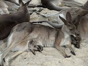 ママの袋から可愛いベビーが顔出しているところを見られた。