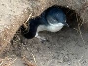 巣穴の中で親ペンギンが持ち帰るお魚を待っている姿可愛い