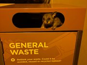 ゴミ箱の中から顔を出したポッサム