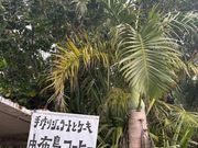 由布島のジャラート屋さん🍨