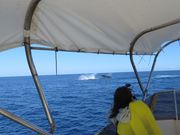 たて続けに２頭目