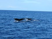 まるでシンクロスイミング