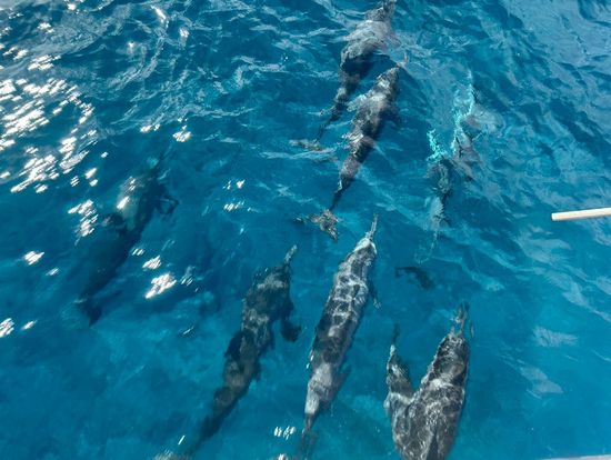 子供を含むイルカの群れ出現