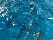 子供を含むイルカの群れ出現