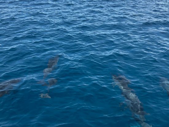 イルカウォッチング