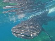 ボートの近くを何回も回遊してくれます！