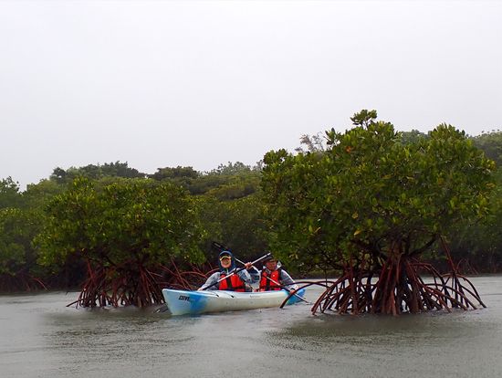 マングローブの間をカヌーにて