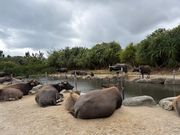 由布島 水牛たち