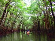 マングローブのなかです