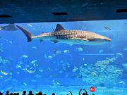 美ら海水族館はいつ来ても癒されます